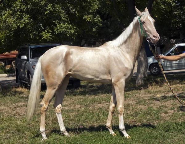 Retrato de cavalo de akhal-teke — Fotografia de Stock