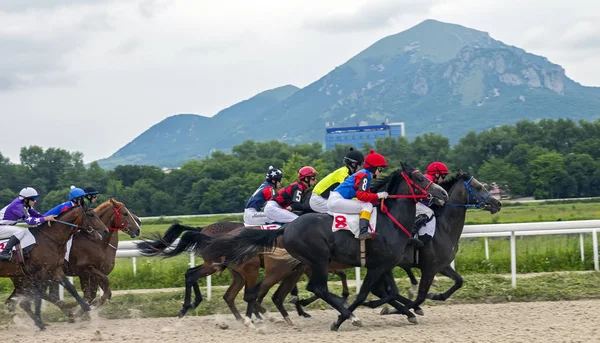 Carrera de caballos en Pyatigorsk . — Foto de Stock