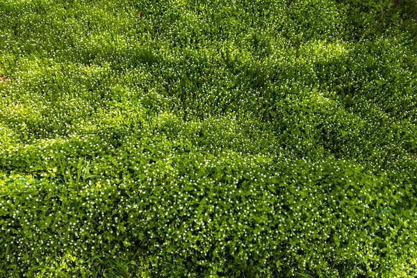 Alfombra de hierba natural . — Foto de Stock