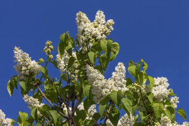 Eflatun çiçekler yakın çekim.