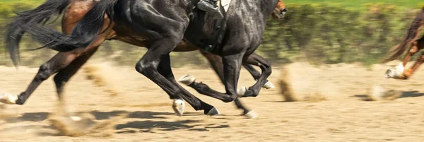 Koně běžící blízko. — Stock fotografie