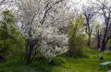 Erivan'da Parkta Çiçekli ağaçlar.