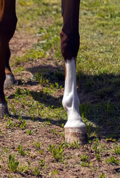 Horse Feet close up. — Stock Photo, Image