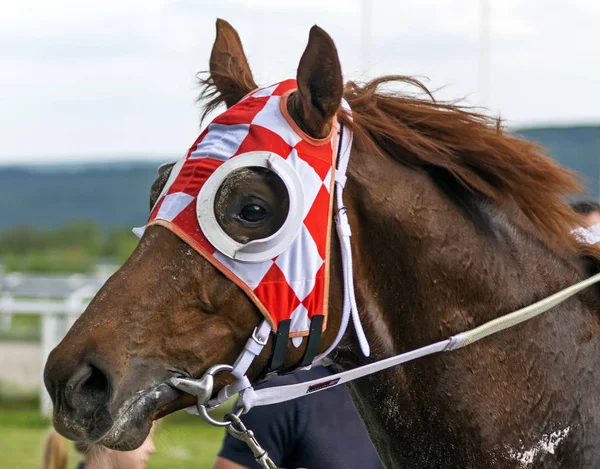 Portrait of a beautiful bay horse. — Stock Photo, Image