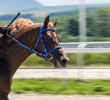 At yarışı Pyatigorsk içinde.