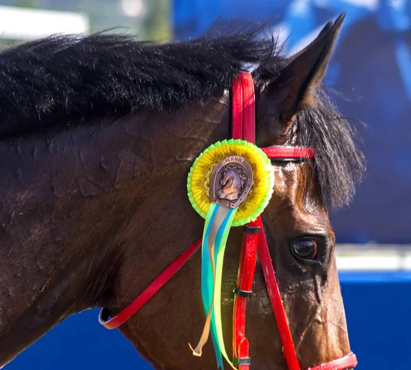 Lauréat d'un prix course de chevaux Adieu . — Photo