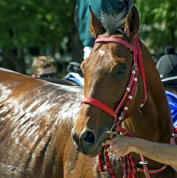 Retrato de Cavalo . — Fotografia de Stock