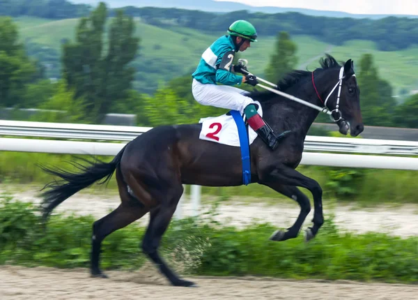 Antes da corrida de cavalos . — Fotografia de Stock