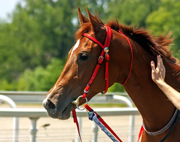 Portrait of beautiful  horse