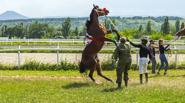 馬のレースの前に. — ストック写真