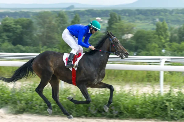 Corrida de cavalos de Pyatigorsk — Fotografia de Stock