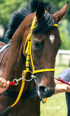 Akhal-teke at portresi. 