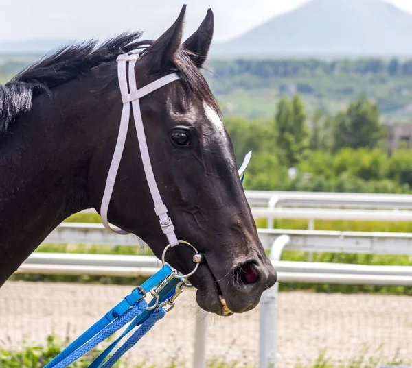 Retrato de um cavalo de akhal-teke close-up . — Fotografia de Stock