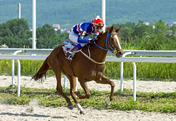 Termina Corsa Cavalli Del Tradizionale Premio Ogranichitelni Sull Ippodromo Pyatigorsk — Foto Stock