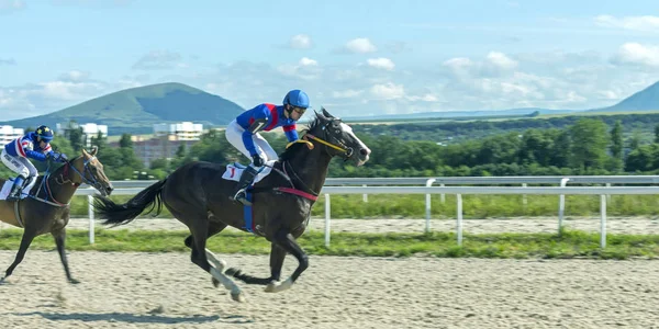 Slutför hästkapplöpning. — Stockfoto