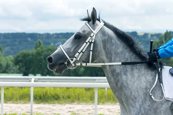 Ritratto di cavallo arabo. — Foto Stock