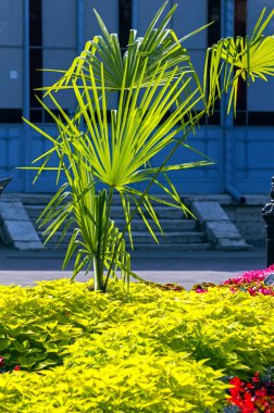 Palmiye ile flowerbed.