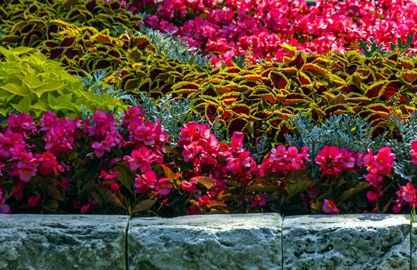 Όμορφο Παρτέρι Στο Καλοκαιρινό Κήπο Λουλουδιών Στο Πάρκο — Φωτογραφία Αρχείου