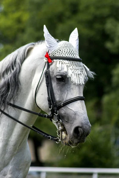 Portrét krásného šedého koně. — Stock fotografie