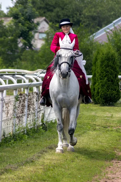 Beautiful grey Oryol trotter horse — Stock Photo, Image