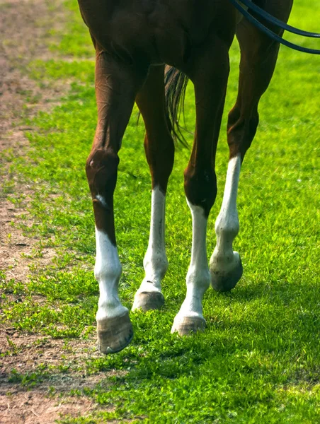 Horse Feet close up — Stock Photo, Image