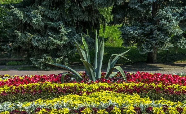 Prachtige flowerbed in park. — Stockfoto