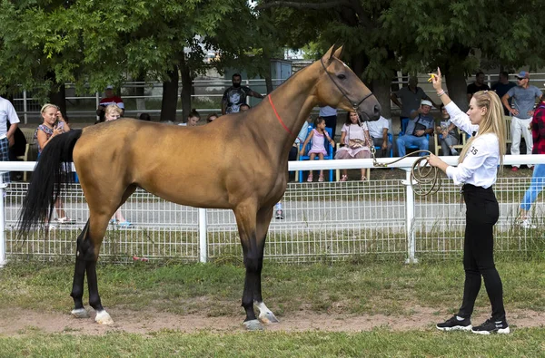 Pyatigorsk Rusia 2019 Agosto Retrato Entrenador Ajedrez Teke Vigésimo Hipódromo —  Fotos de Stock