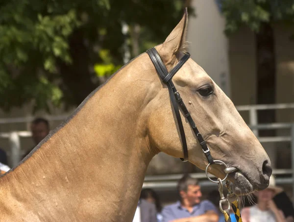 Retrato de um cavalo de akhal-teke . — Fotografia de Stock