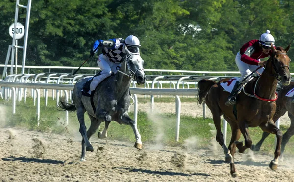 Wyścig koni Piatigorsk. — Zdjęcie stockowe