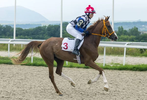 A lóversenyen résztvevő asszony. — Stock Fotó