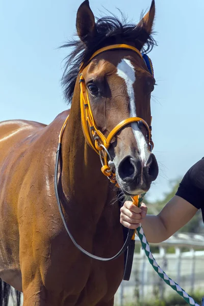 Retrato de caballo árabe . —  Fotos de Stock