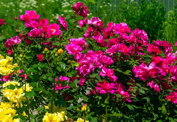 Hermosas Rosas Rosadas Florecen Jardín Verano —  Fotos de Stock