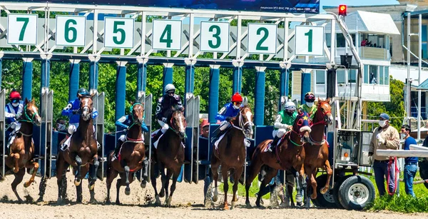 Pyatigorsk Rusia Junio 2020 Empieza Carrera Caballos Por Premio Limit — Foto de Stock