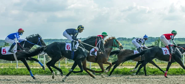 Pyatigorsk Rusia Junio 2020 Carrera Caballos Por Premio Honor Semental —  Fotos de Stock