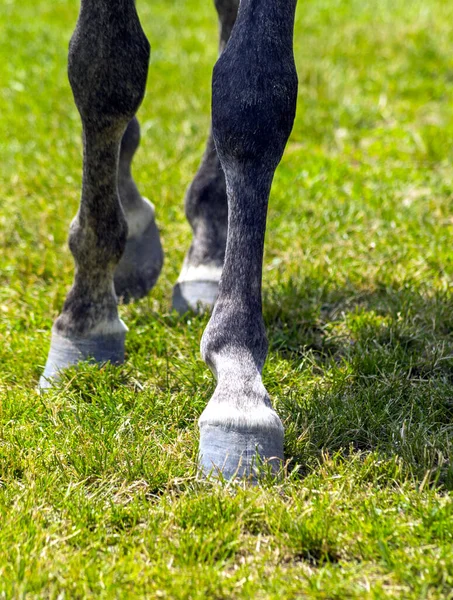 Kůň Nohy Detailní Před Dostihem — Stock fotografie