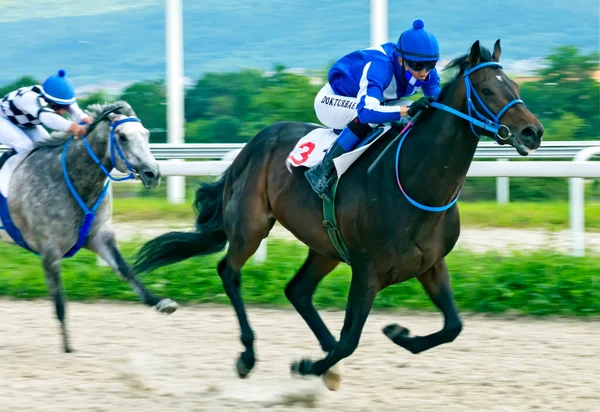 Pyatigorsk Rússia Junho 2020 Corrida Cavalo Para Prêmio Honra Dia — Fotografia de Stock