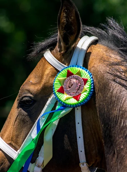 Pyatigorsk Russia June 2020 Sprint Prize Winner Akhal Teke Stallion — Stock Photo, Image