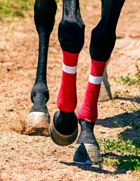 Paardenvoeten Close Voor Paardenrace — Stockfoto