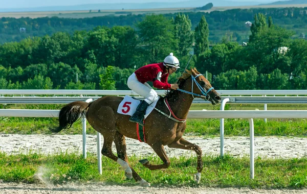 Pyatigorsk Rusia Julio 2020 Carrera Caballos Por Premio Honor Hipodromo —  Fotos de Stock