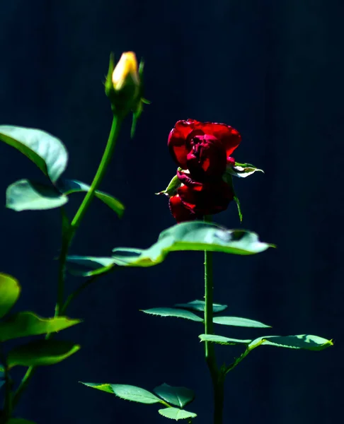 黑色背景上美丽的玫瑰花 — 图库照片