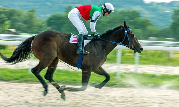Ένα Άλογο Κούρσας Ιππόδρομο Του Pyatigorsk Βόρειος Καύκασος — Φωτογραφία Αρχείου