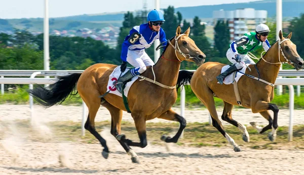 Carrera Caballos Por Tradicional Premio Big Summer Pyatigorsk Más Grande Fotos De Stock Sin Royalties Gratis