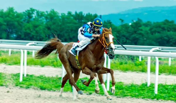 Pyatigorsk ロシア 2020年8月2日 伝統的な賞のための馬レースPyatigorsk Hipodrome Ahead Jocky Kappushev Myrzabek茶色の種牡馬 — ストック写真