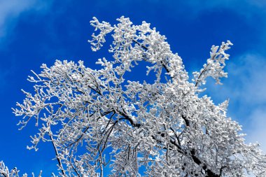 Mavi gökyüzü arka planında karlı ağacın dalları.