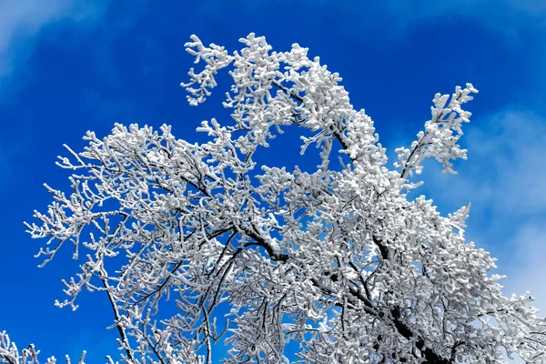 Ramo Dell Albero Nevoso Sullo Sfondo Del Cielo Blu — Foto Stock