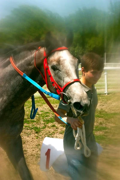 Pyatigorsk Russia August 2020 Unknown Jockey Arabian Red Mare Tijana — Stock Photo, Image