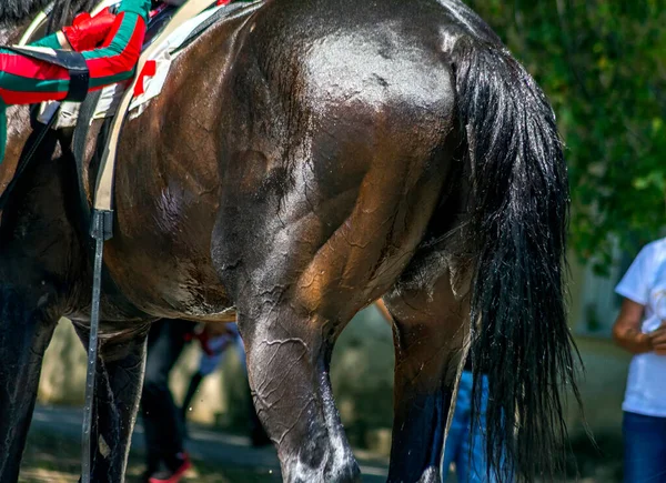 Bellissimo Stallone Razza Pura Dopo Gara Sprint — Foto Stock