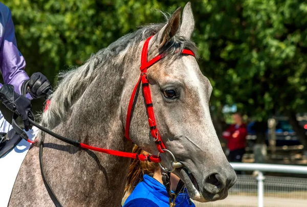 Retrato Hermoso Caballo Árabe Antes Carrera —  Fotos de Stock