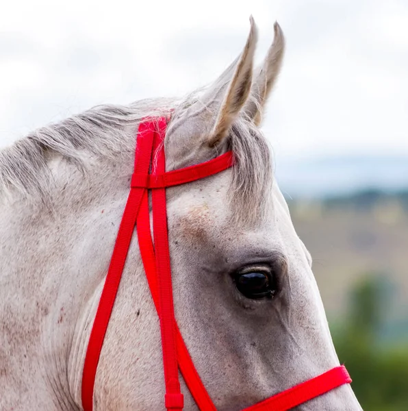 Beautiful Portrait Grey Arabian Horse Closeup — Stock Photo, Image