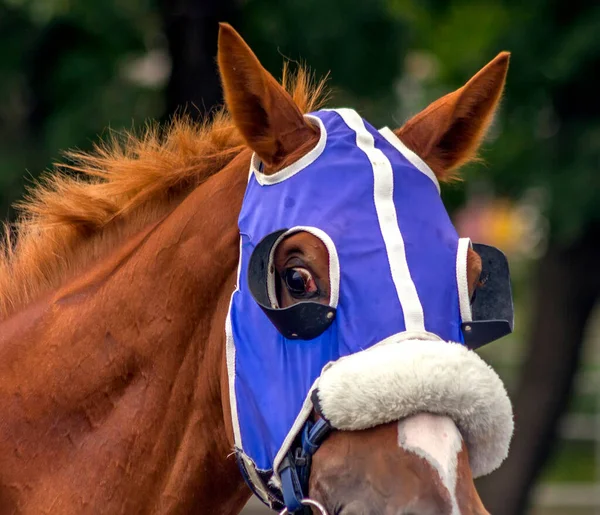 Portret Van Een Volbloed Paard Voor Race — Stockfoto